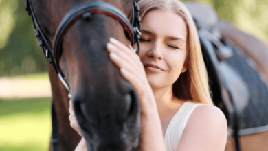 What are the stages of training a young horse from ground work to riding?