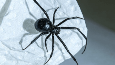 What Attracts Black Widow Spiders to Your Home in Western Suburbs?