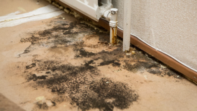The Role of Mold Removal in Post-Flood Cleanup