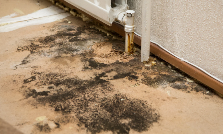 The Role of Mold Removal in Post-Flood Cleanup