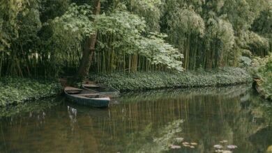 monetization through digital revenue