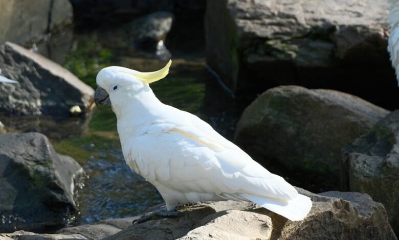 digital flow fusion crest